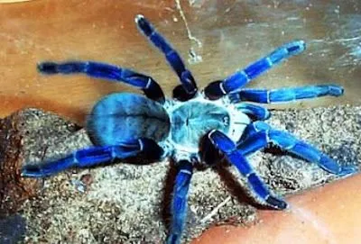 18616 light blue tarantula overview