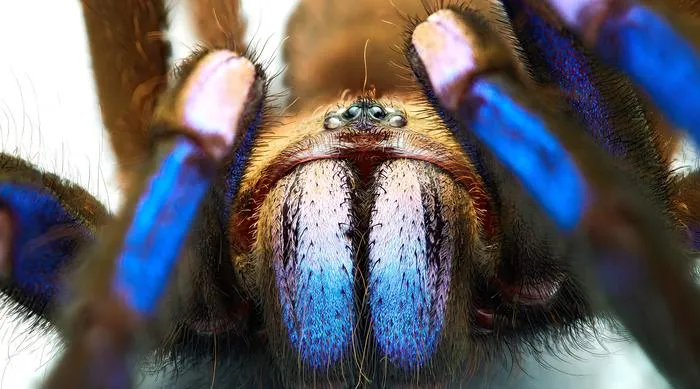 /img/18616-light-blue-tarantula-spiderlings.webp