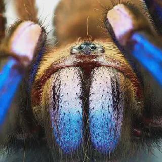 /img/18616-light-blue-tarantula-spiderlings.webp