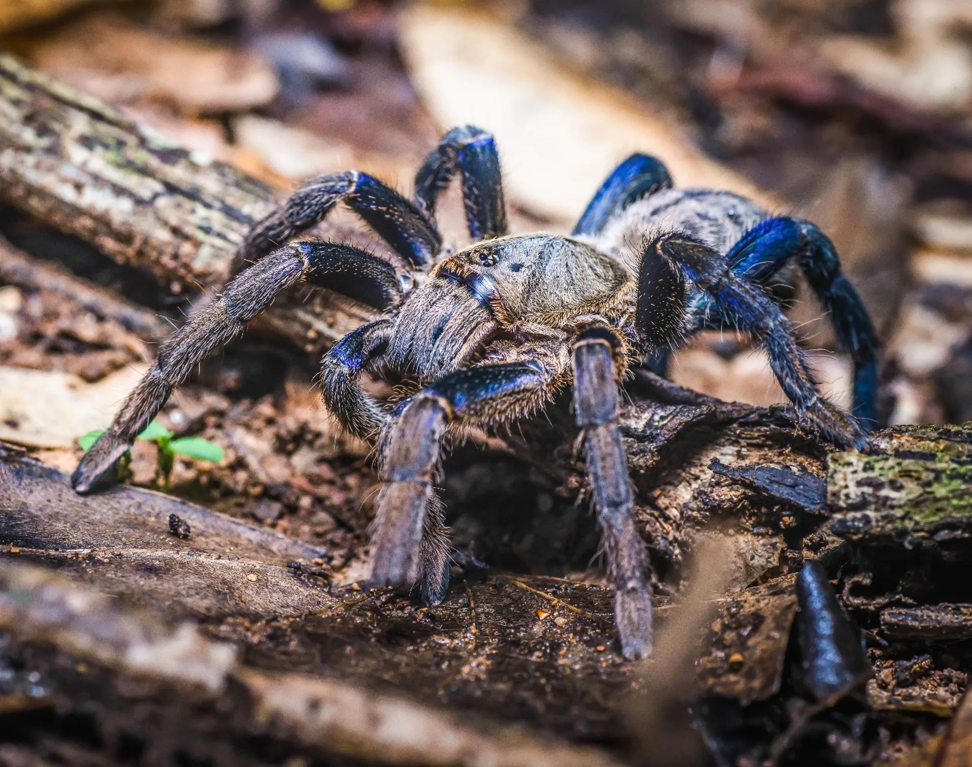 18616 light blue tarantula substrate