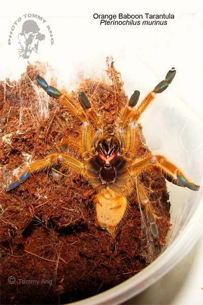 18618 orange baboon tarantula enclosure