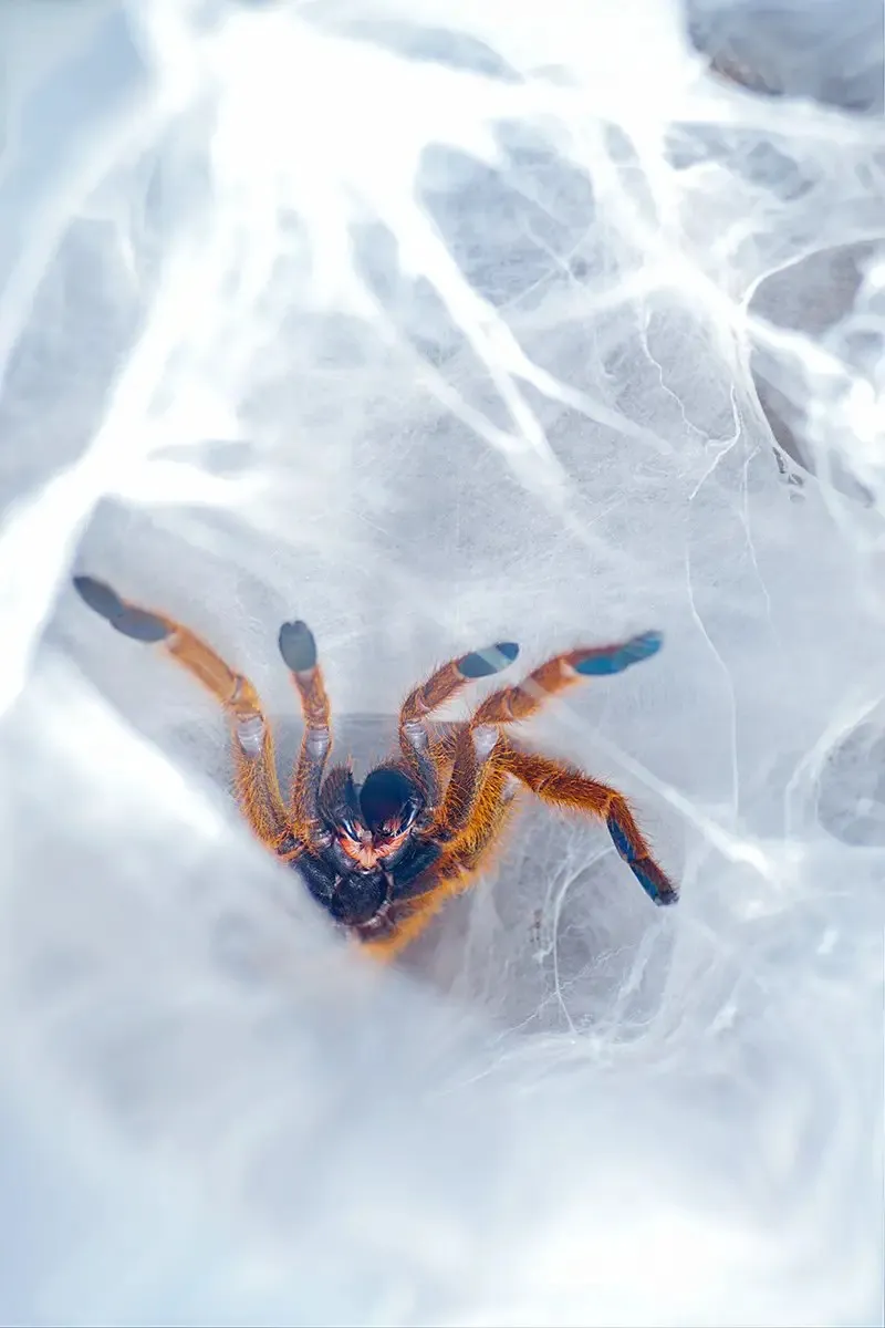 18618 orange baboon tarantula molting