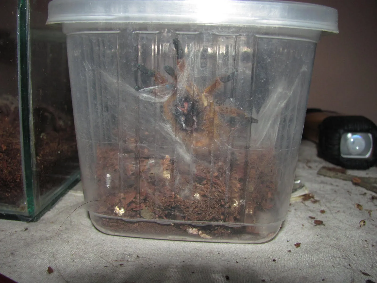 18618 orange baboon tarantula substrate