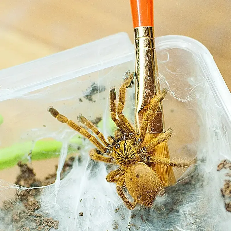 18618 orange baboon tarantula temperature