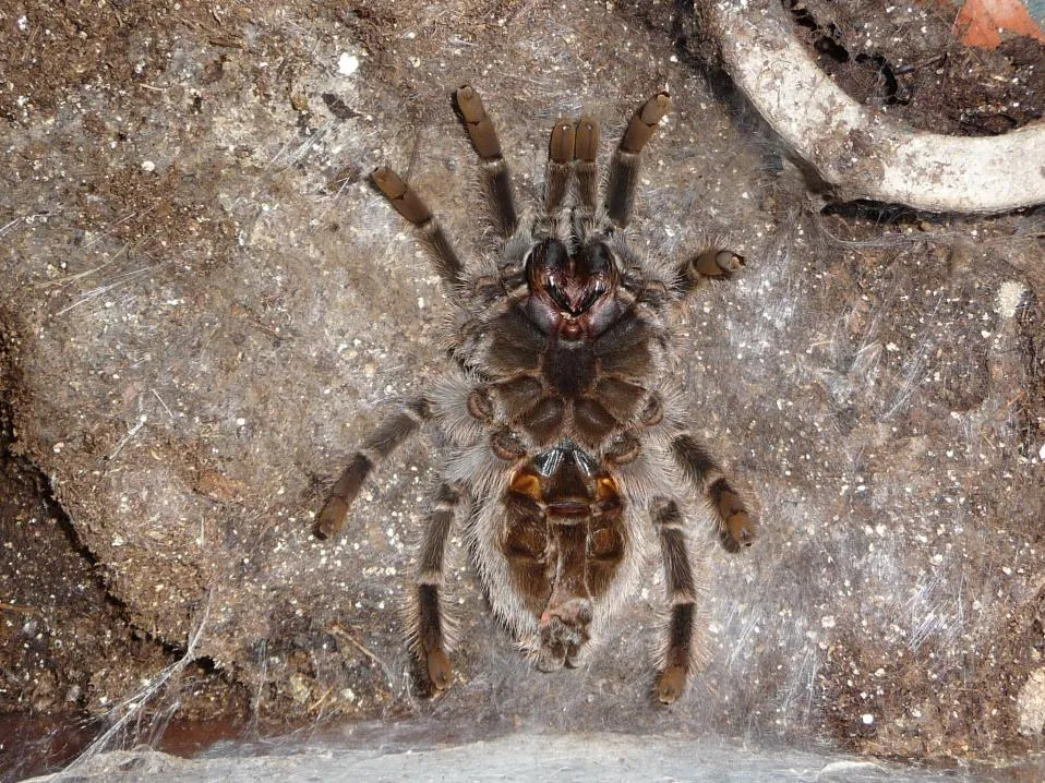 18624 tarantula pemula 1