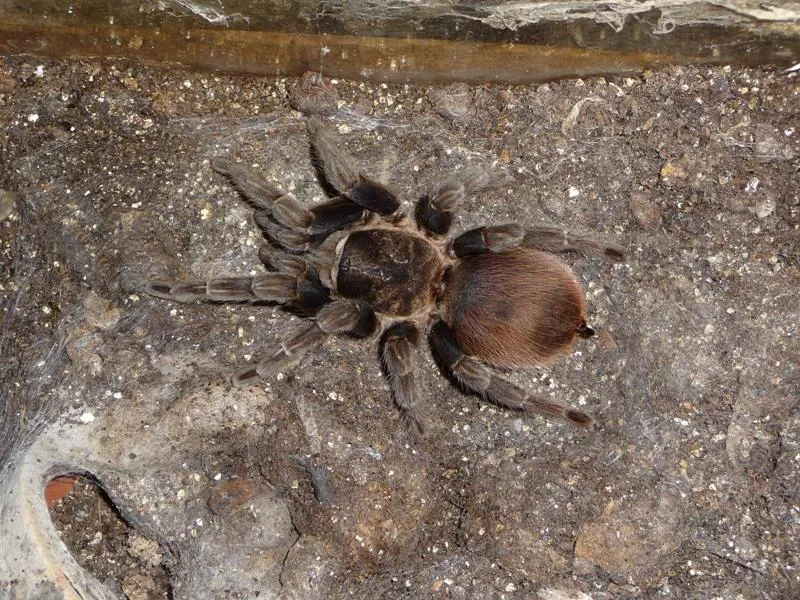 18624 tarantula pemula 2