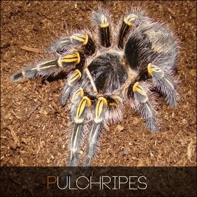 18624 tarantula pemula 4