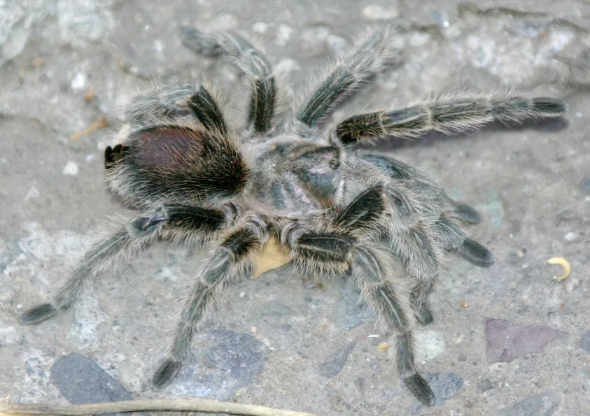 18624 tarantula pemula 5