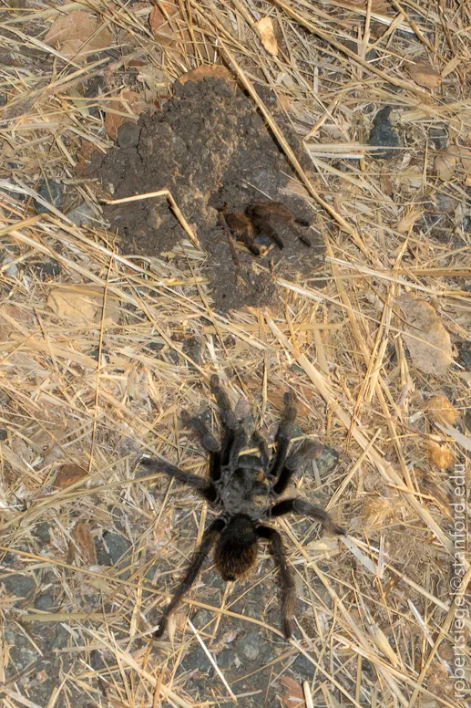 18624 tarantula pemula 6