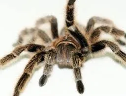/img/18624-tarantula-pemula-7.webp