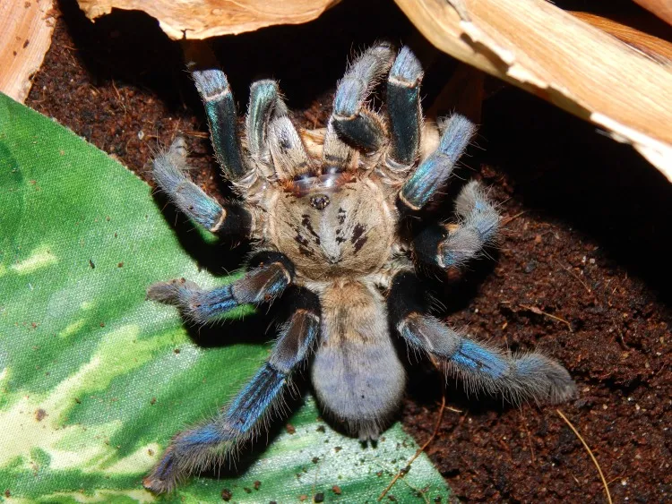 18626 cobalt blue tarantula habitat