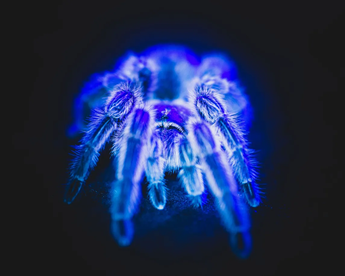 18626 cobalt blue tarantula