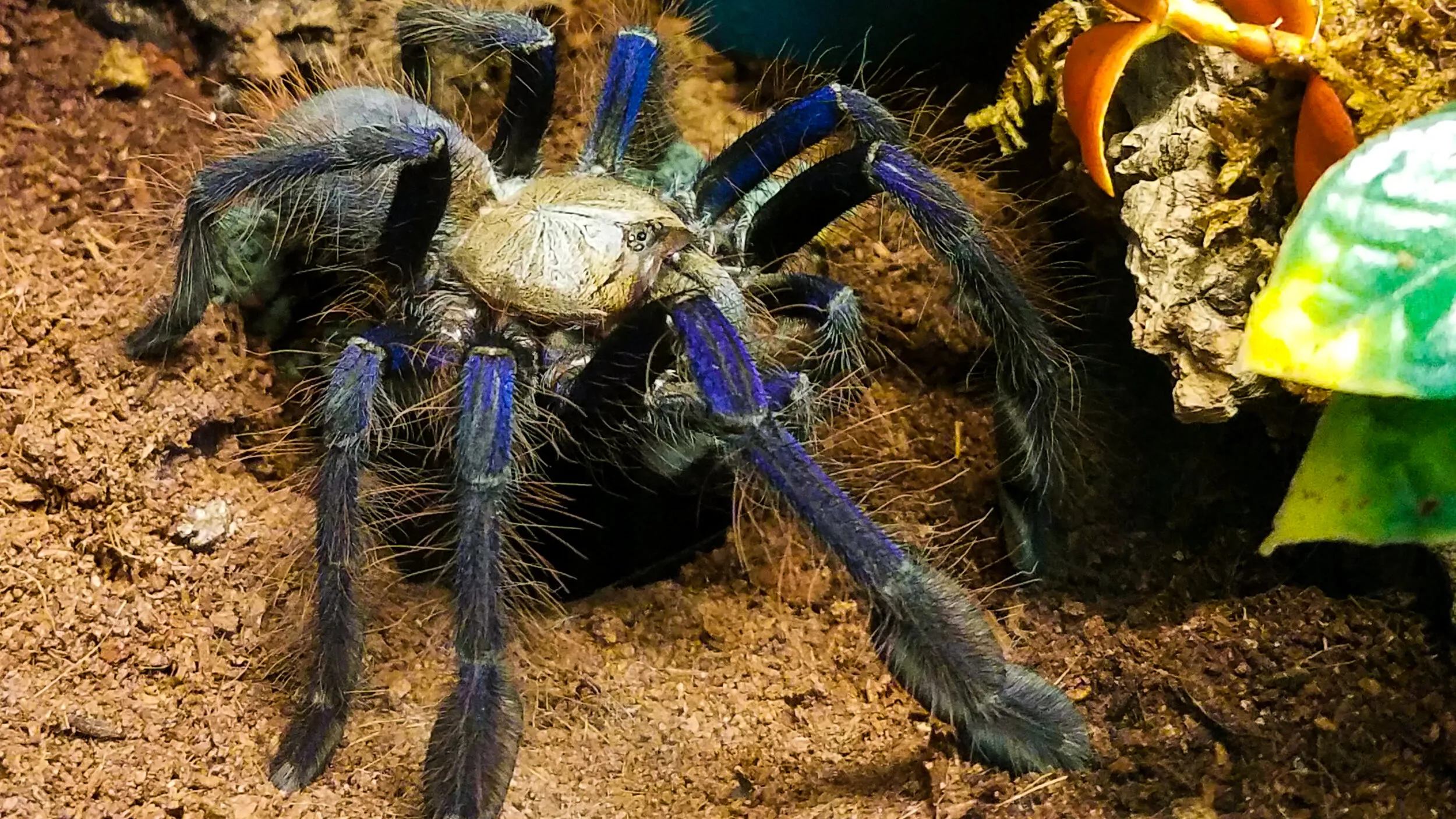 18626 tarantula bite symptoms