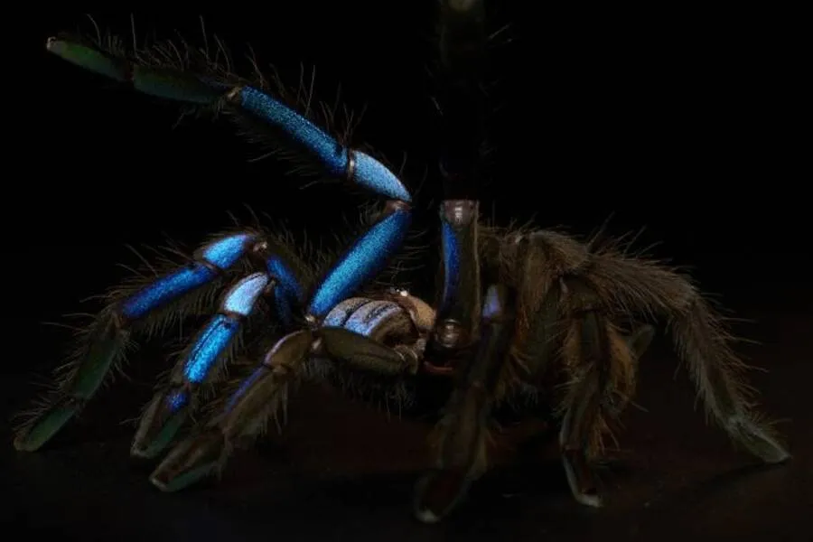 18628 steely blue tarantula close up