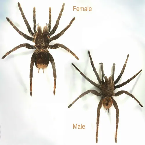 18628 steely blue tarantula conservation