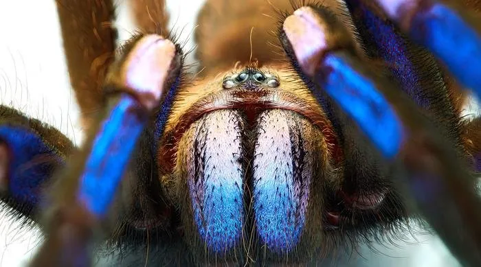 18628 steely blue tarantula molting