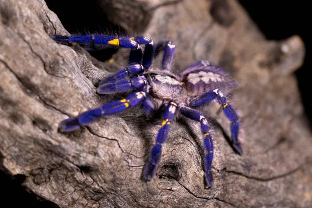/img/18628-steely-blue-tarantula-size.webp