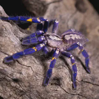 /img/18628-steely-blue-tarantula-size.webp