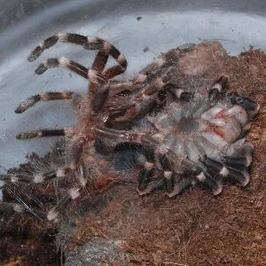 18629 tarantula molting guide image2