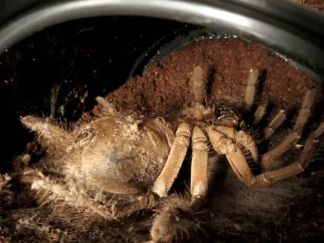 18629 tarantula molting guide image3