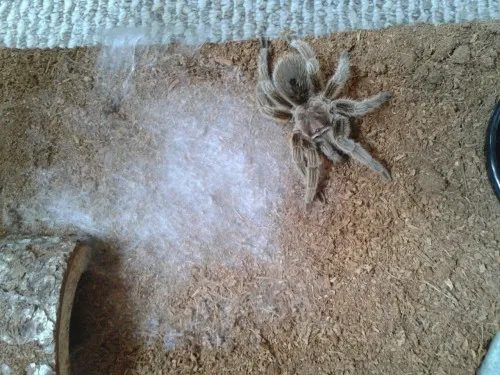 18629 tarantula molting guide image4