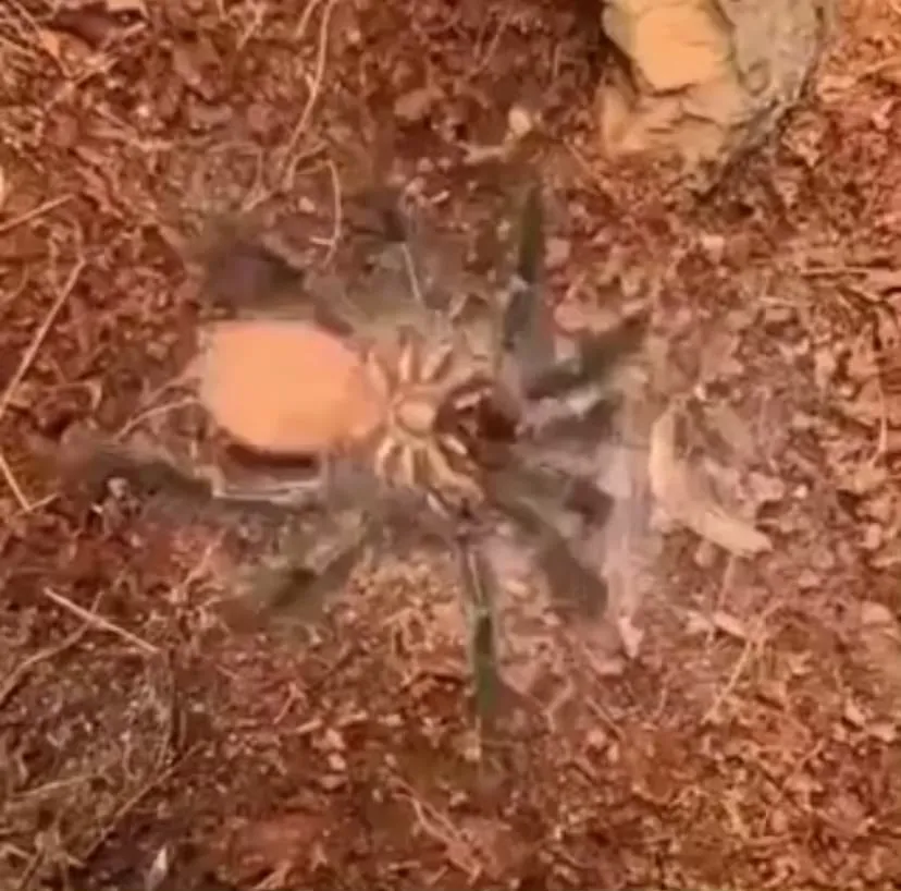 18629 tarantula molting guide image5