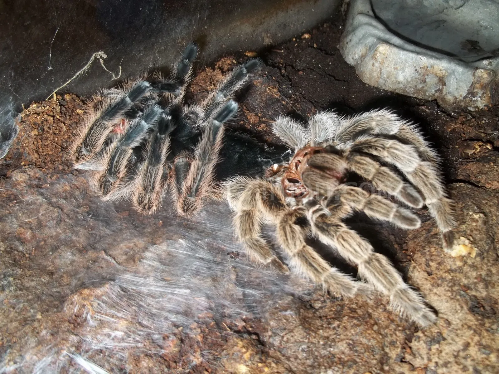 /img/18629-tarantula-molting-guide-image7.webp
