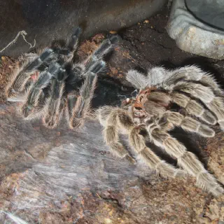 /img/18629-tarantula-molting-guide-image7.webp