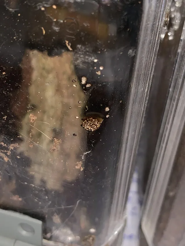 18630 unusual tarantula poop