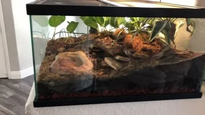 18632 glass terrarium tarantula