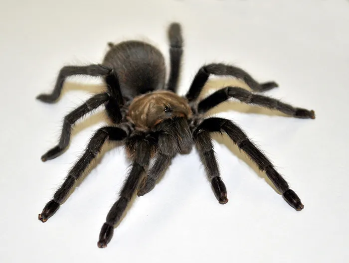 18637 brown tarantula close up