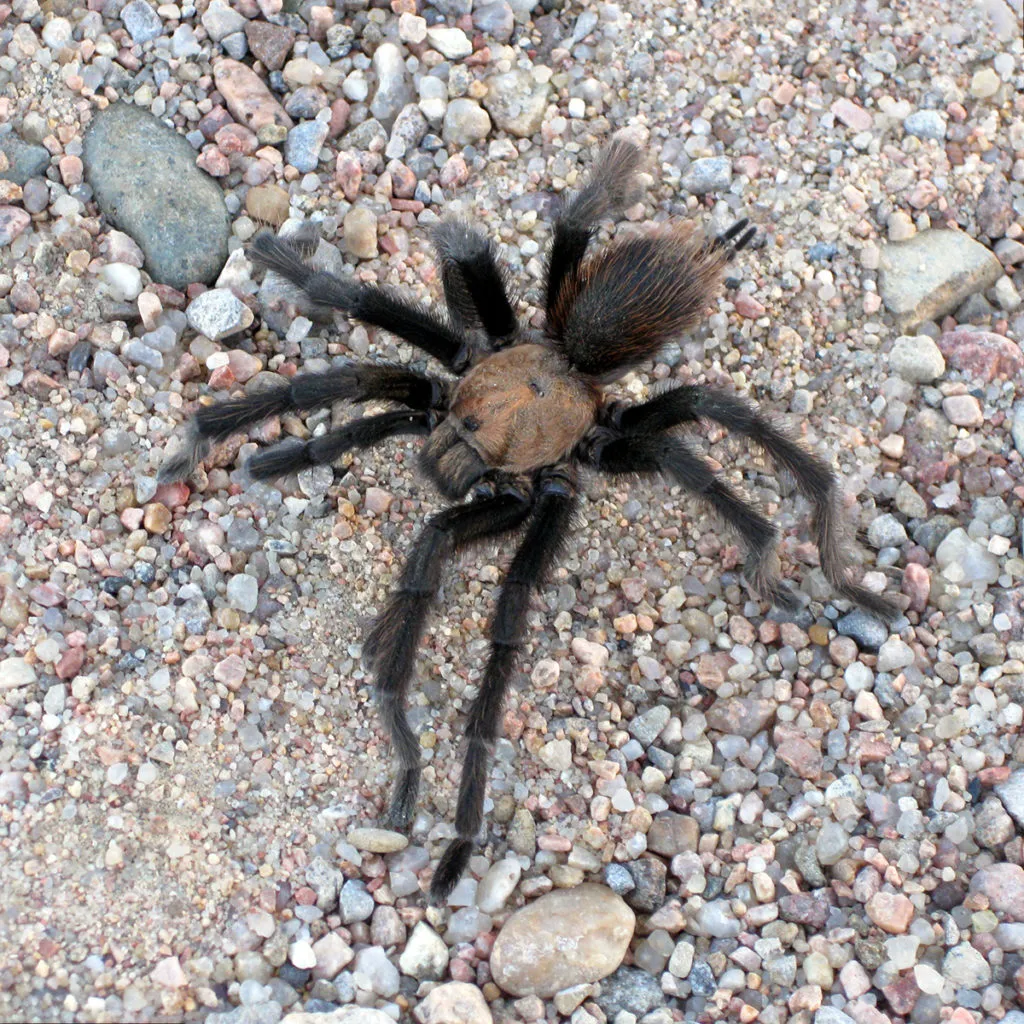 18637 brown tarantula defensive