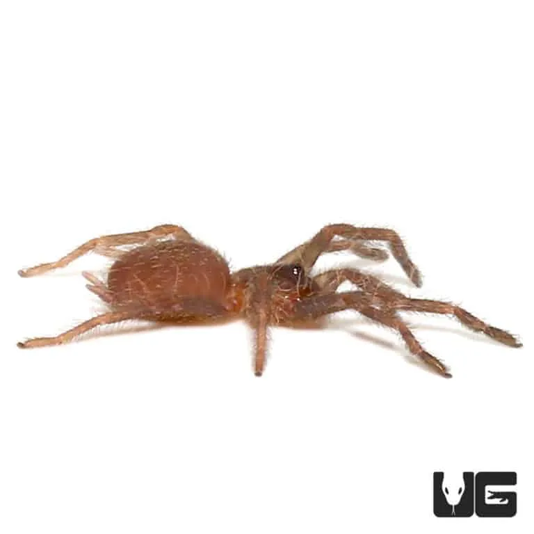 18637 brown tarantula molting