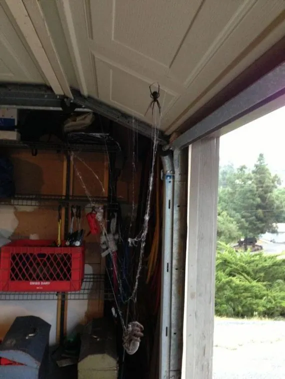 18642 tarantula habitat