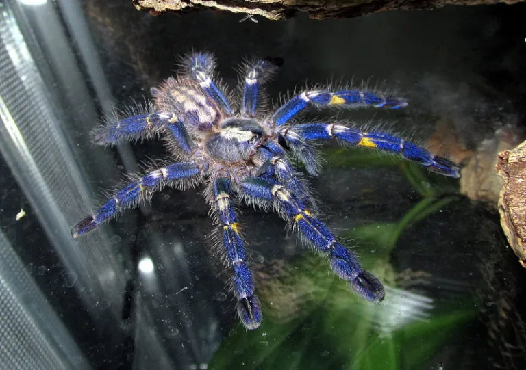 18643 gooty sapphire tarantula coloration