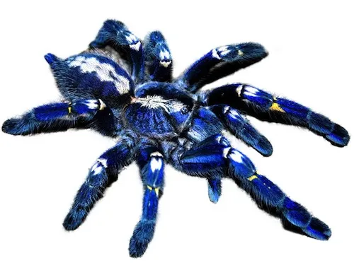 18643 gooty sapphire tarantula enclosure
