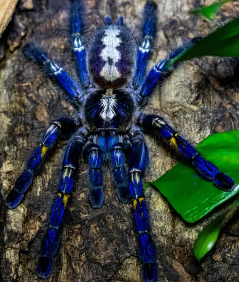 /img/18643-gooty-sapphire-tarantula-feeding.webp