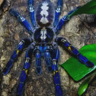 /img/18643-gooty-sapphire-tarantula-feeding.webp