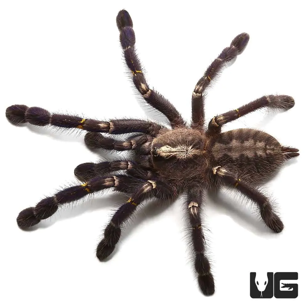 18643 gooty sapphire tarantula size