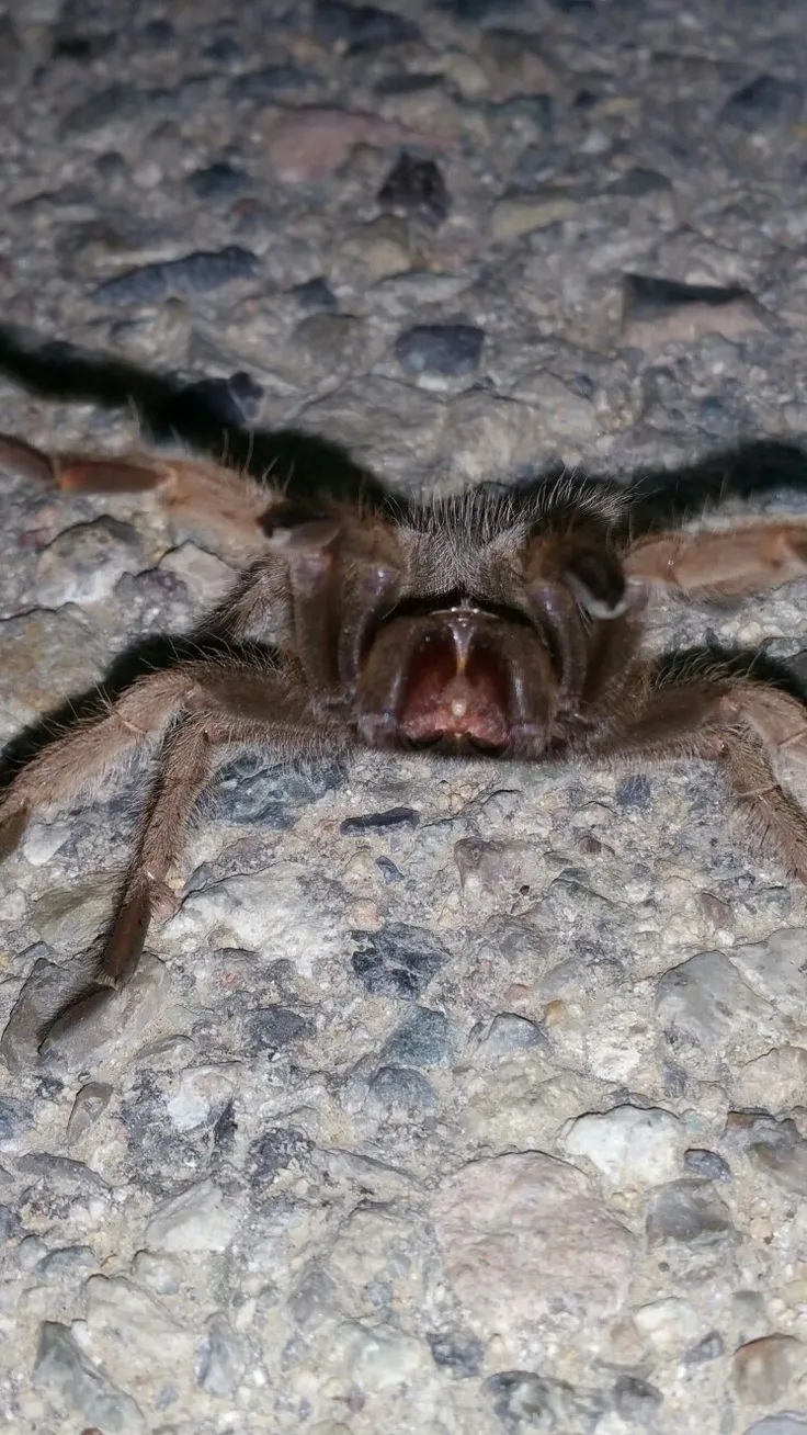 18644 tarantula enclosure