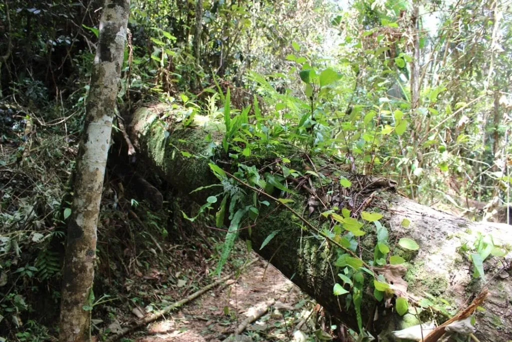 18646 hissing cockroach nutrition