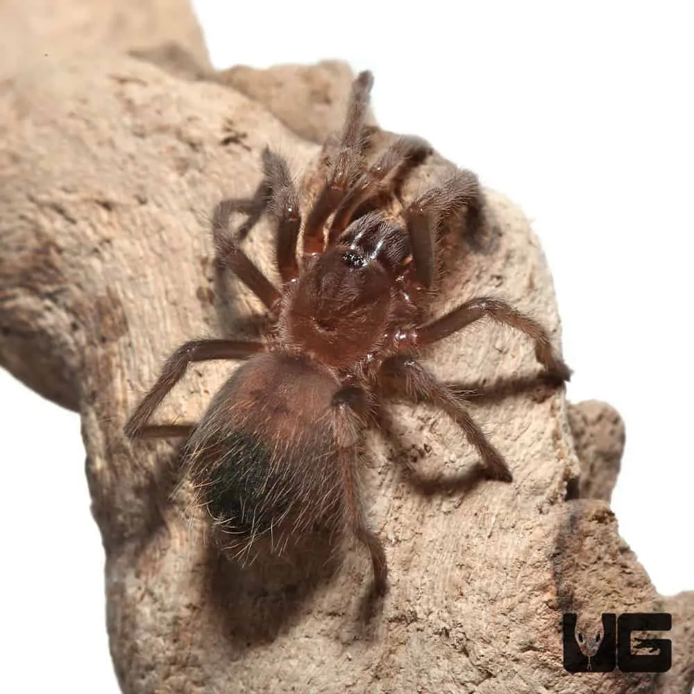 18649 red knee tarantula molting