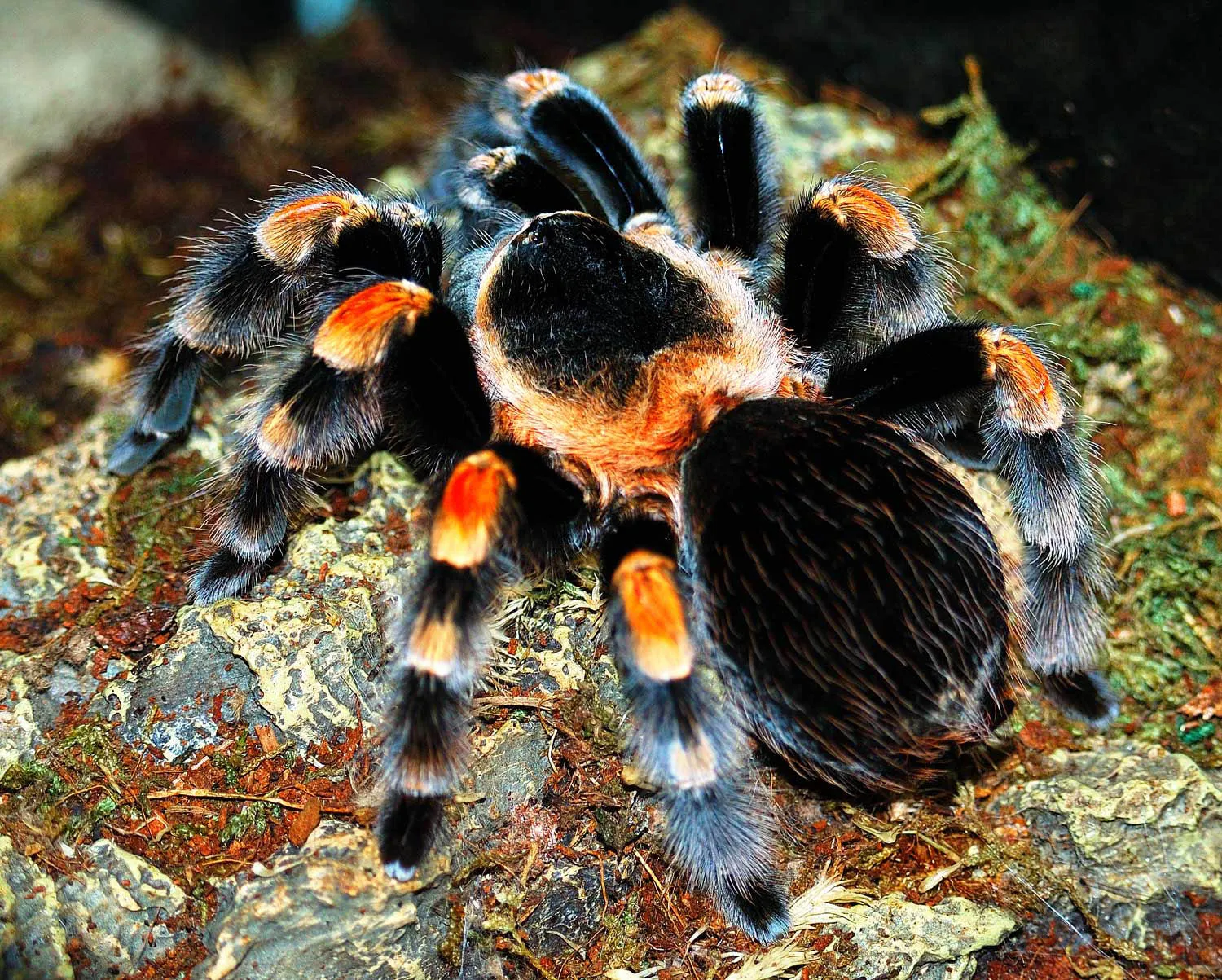 18649 red knee tarantula substrate
