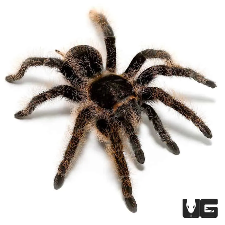 18652 curly hair tarantula overview