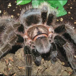 /img/18652-tarantula-handling-safety.webp