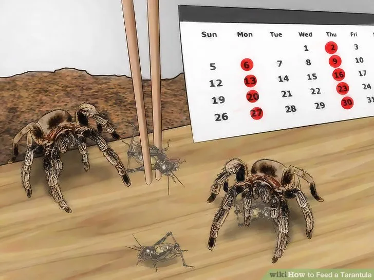 18653 tarantula eating cricket