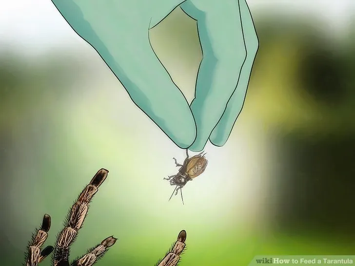 18653 tarantula molting