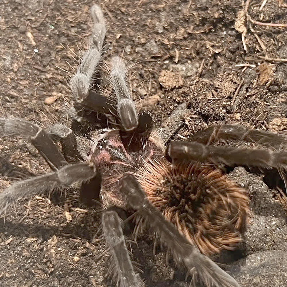 18654 xenesthis intermedia tarantula feeding