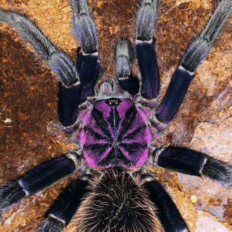 18654 xenesthis intermedia tarantula handling