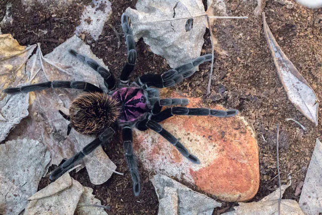 18654 xenesthis intermedia tarantula molting